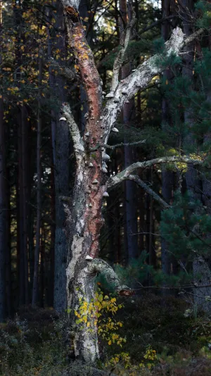 Billede af gammelt træ