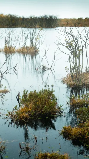 Billede af vådområde