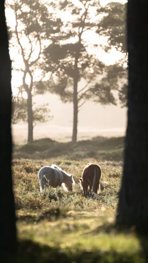 Billede af heste der græsser