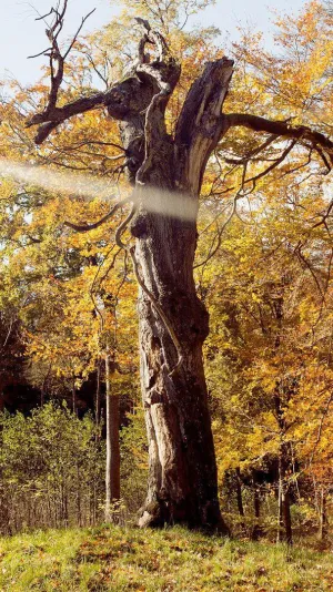 Billede af et stående, beskadiget træ